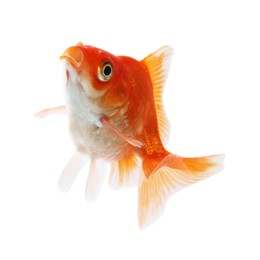 Photo of One small beautiful goldfish isolated on white