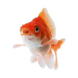 Photo of One small beautiful goldfish isolated on white