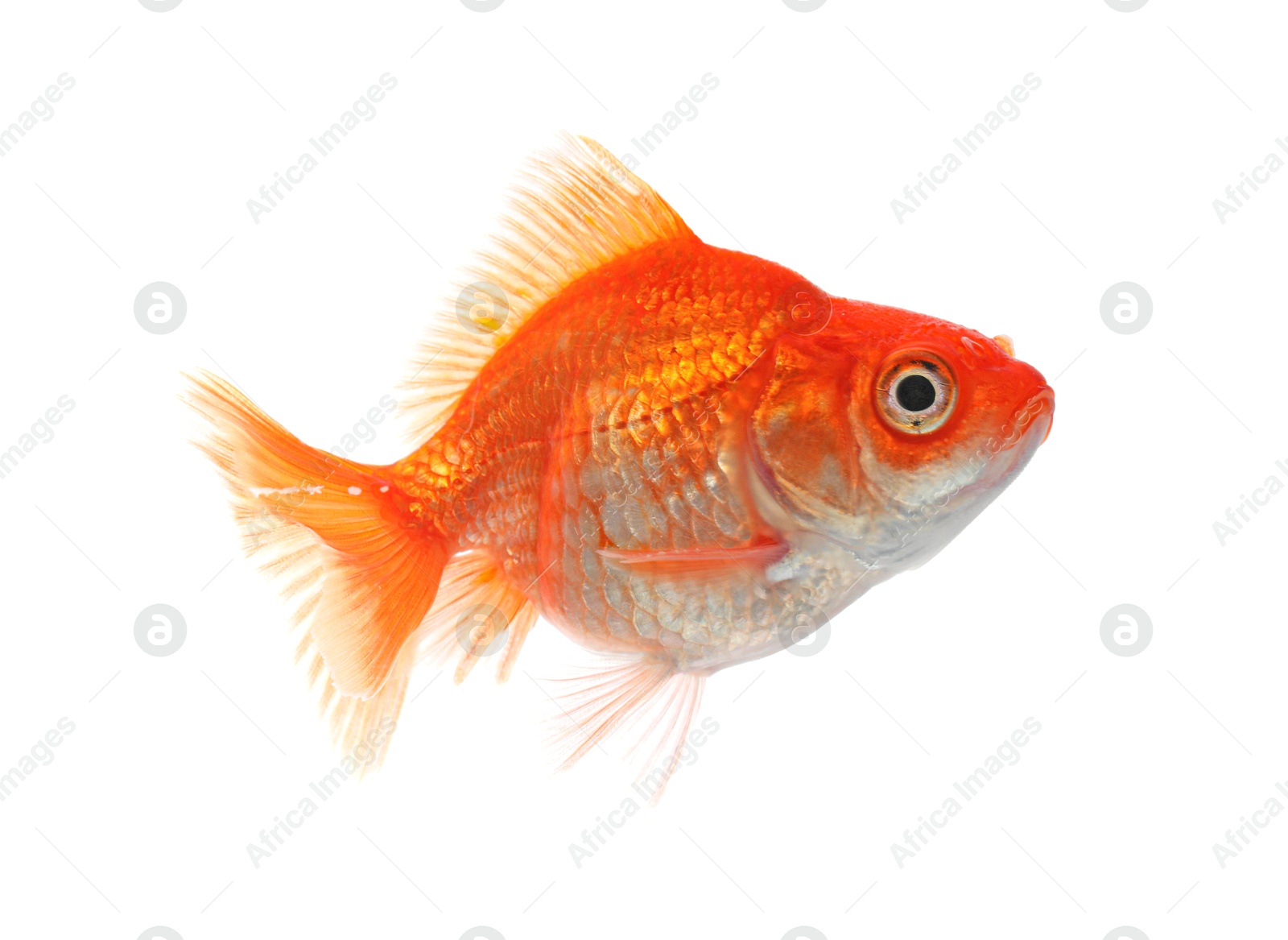 One small beautiful goldfish isolated on white Photo of One small beautiful goldfish isolated on white