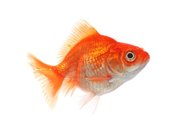 Photo of One small beautiful goldfish isolated on white