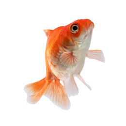 Photo of One small beautiful goldfish isolated on white