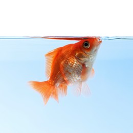 Photo of One small beautiful goldfish isolated on white