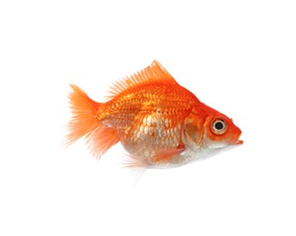 Photo of One small beautiful goldfish isolated on white