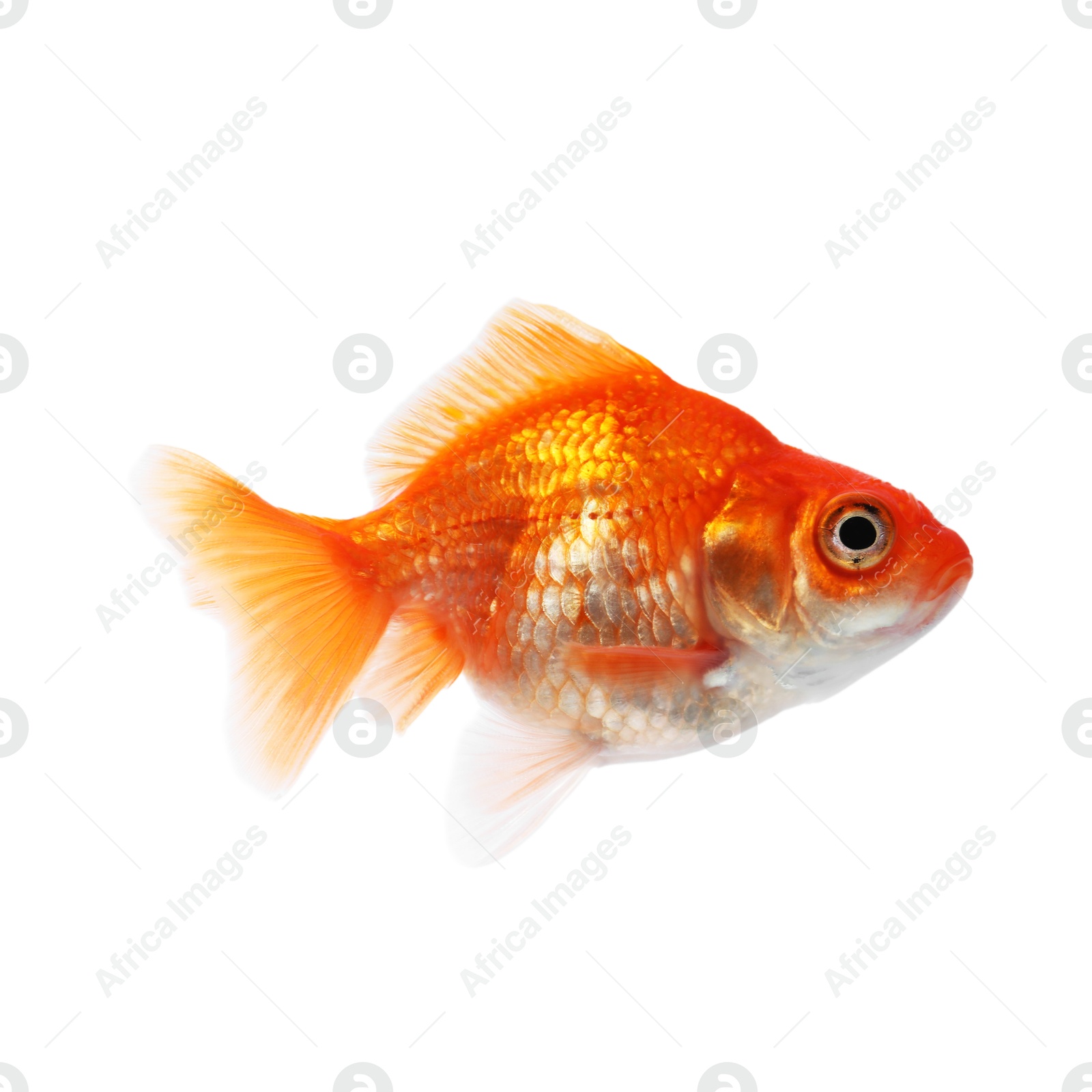 One small beautiful goldfish isolated on white Photo of One small beautiful goldfish isolated on white