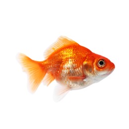 Photo of One small beautiful goldfish isolated on white
