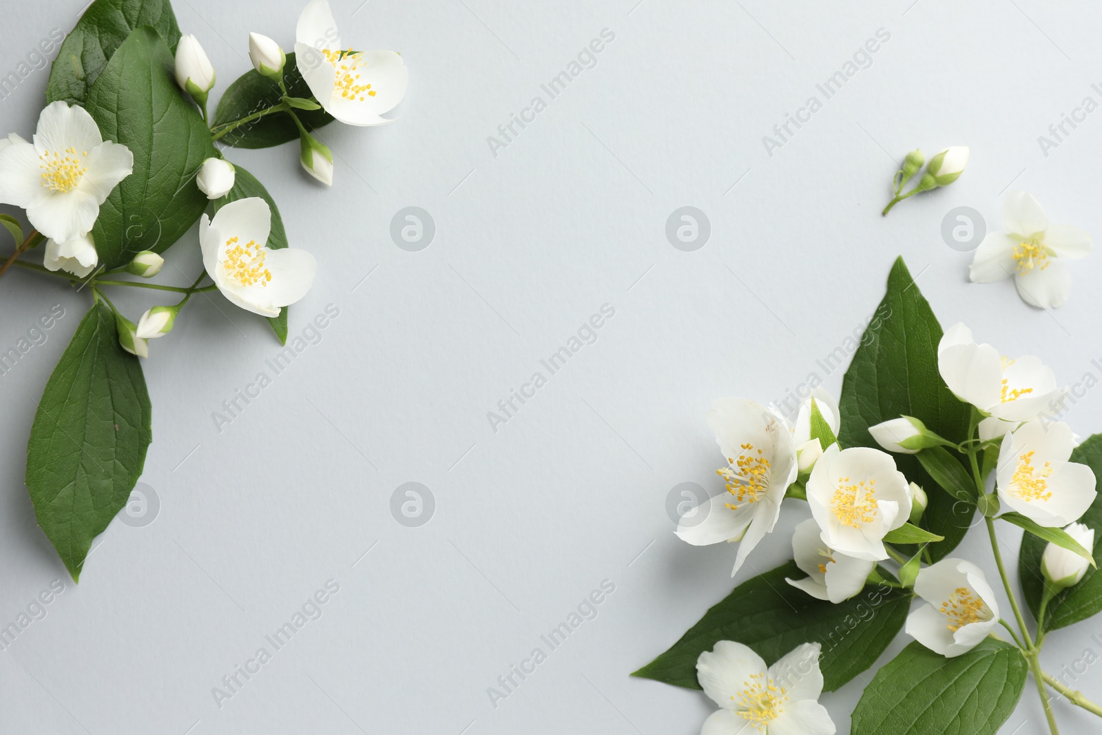 Beautiful jasmine flowers with leaves on light background, flat lay. Space for text Photo of Beautiful jasmine flowers with leaves on light background, flat lay. Space for text