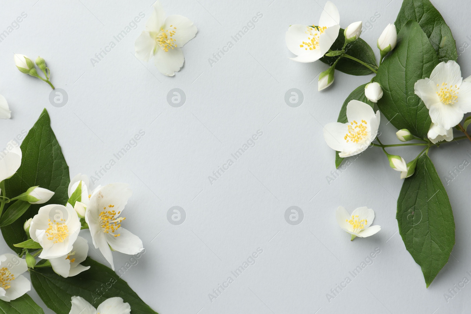 Beautiful jasmine flowers with leaves on light background, flat lay. Space for text Photo of Beautiful jasmine flowers with leaves on light background, flat lay. Space for text