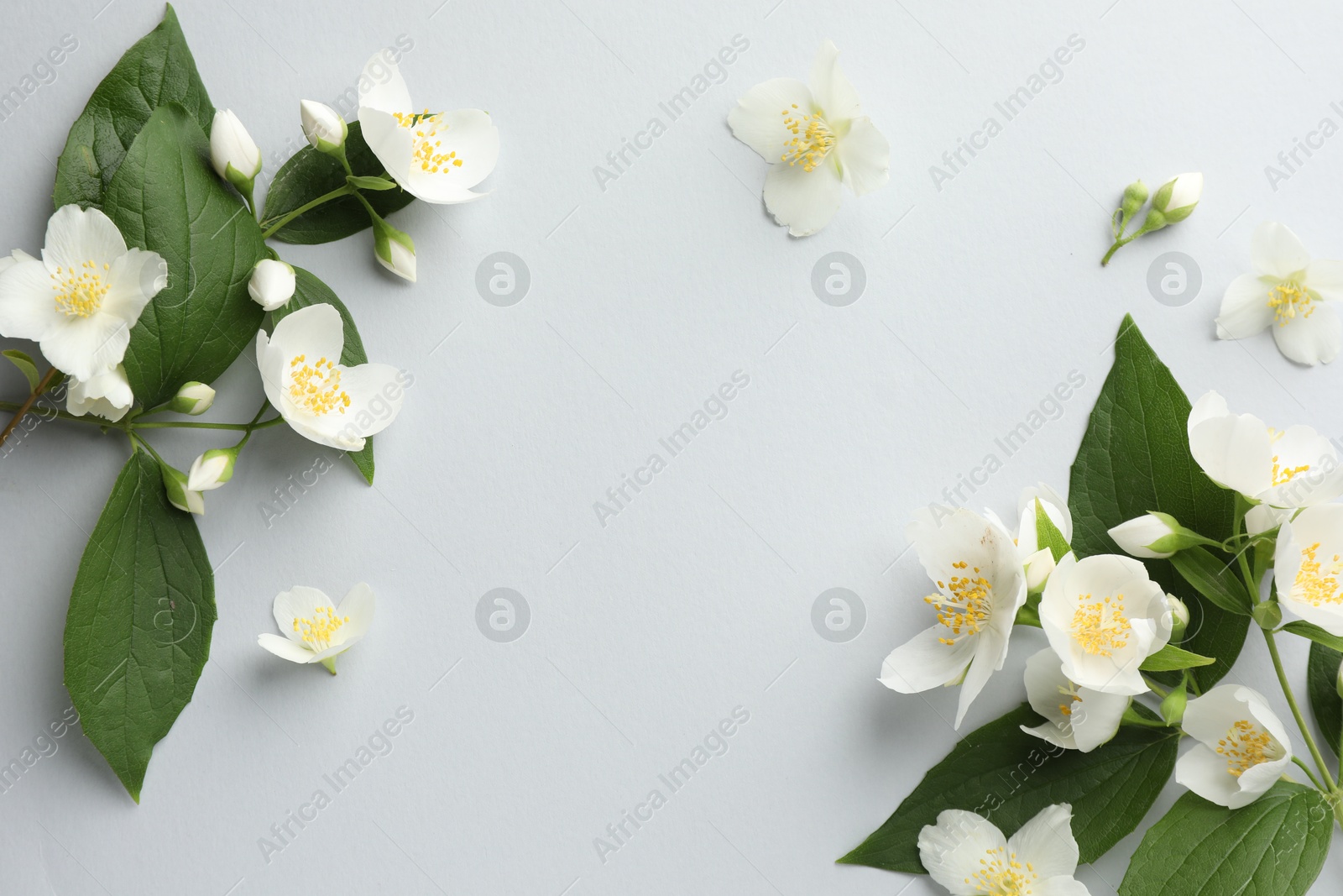 Beautiful jasmine flowers with leaves on light background, flat lay. Space for text Photo of Beautiful jasmine flowers with leaves on light background, flat lay. Space for text