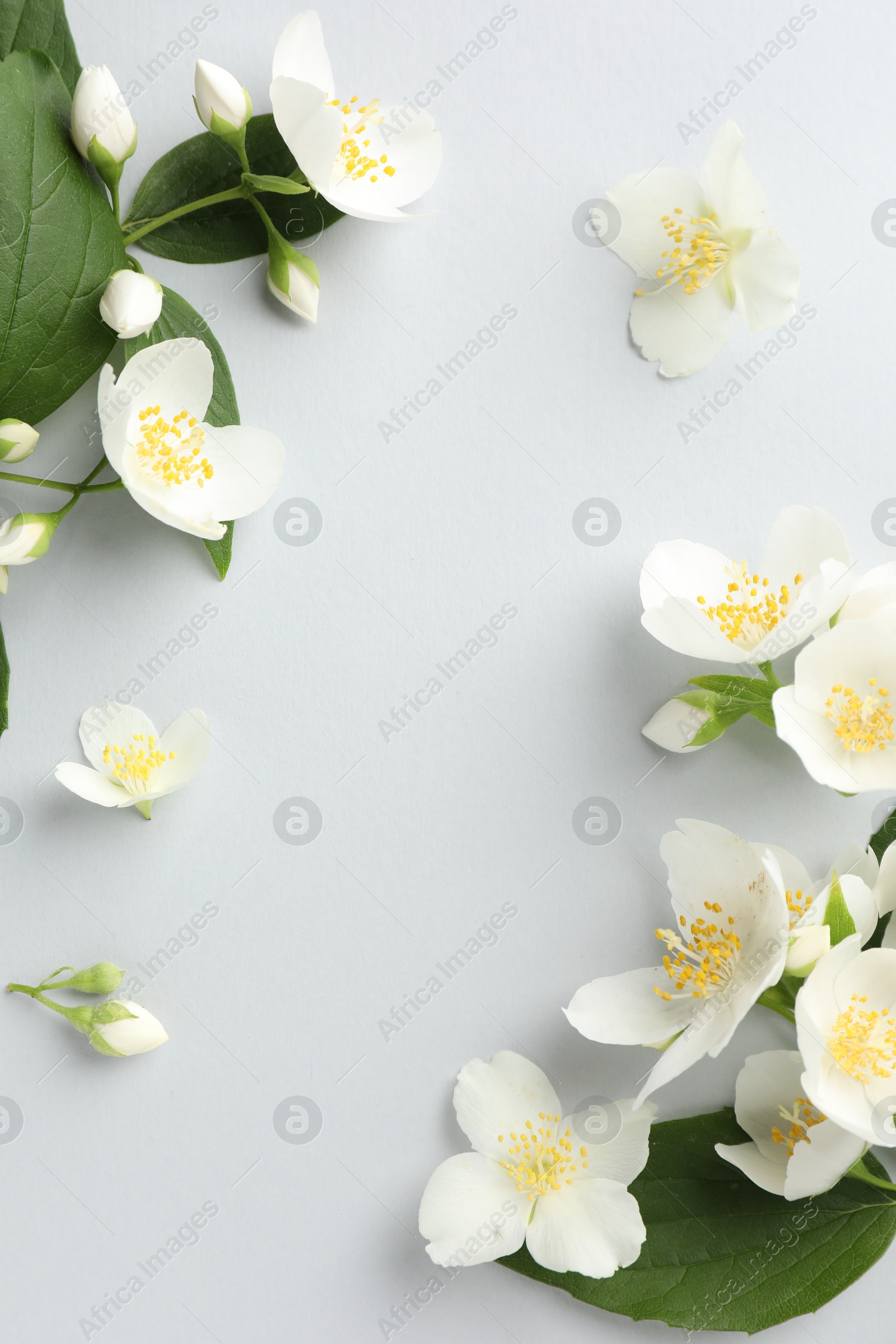 Beautiful jasmine flowers with leaves on light background, flat lay. Space for text Photo of Beautiful jasmine flowers with leaves on light background, flat lay. Space for text