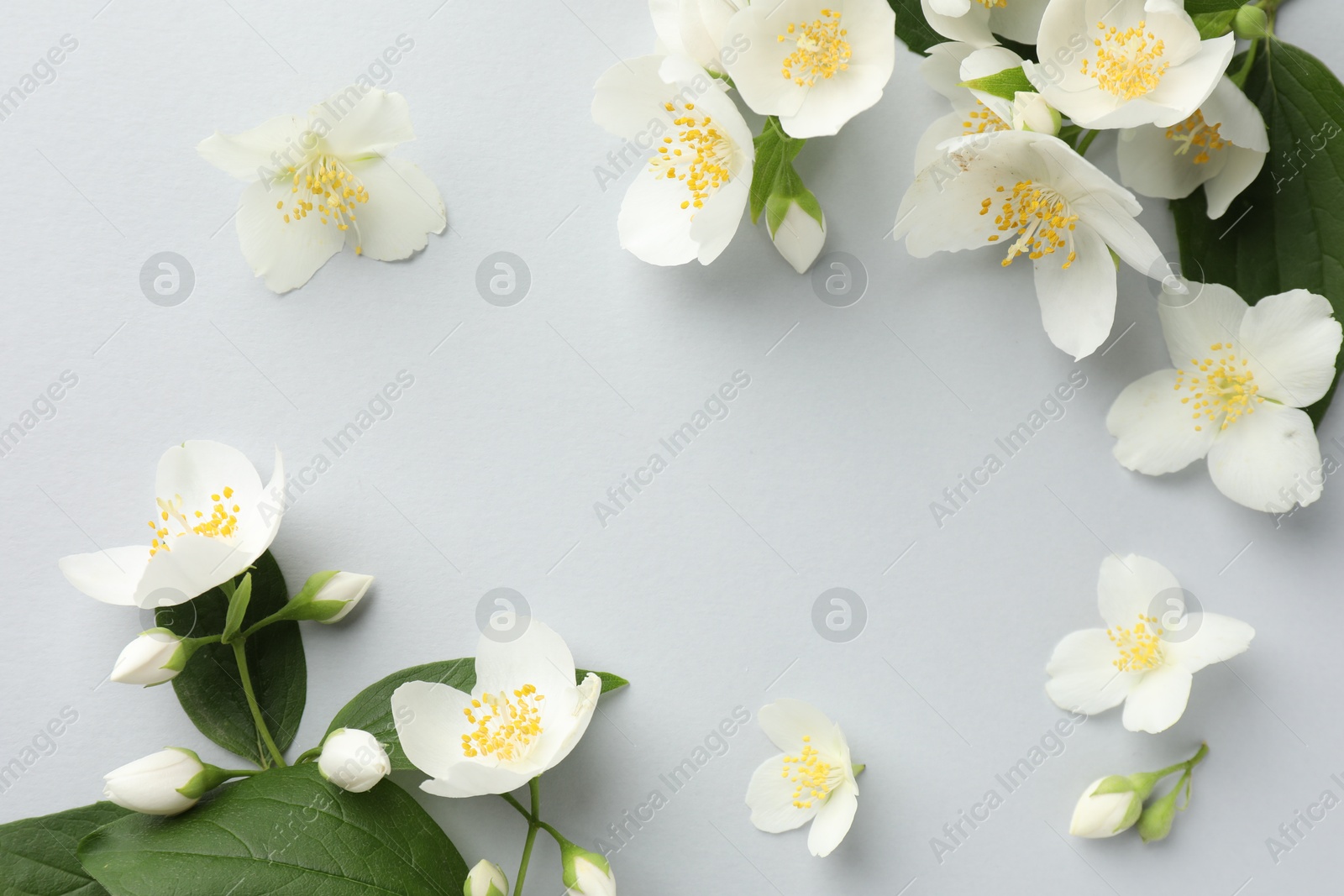 Photo of Beautiful jasmine flowers with leaves on light background, flat lay. Space for text