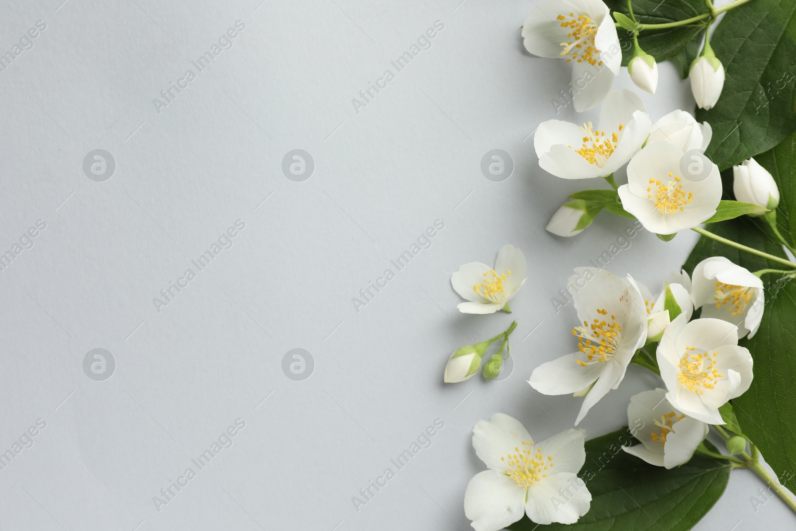 Beautiful jasmine flowers with leaves on light background, flat lay. Space for text Photo of Beautiful jasmine flowers with leaves on light background, flat lay. Space for text