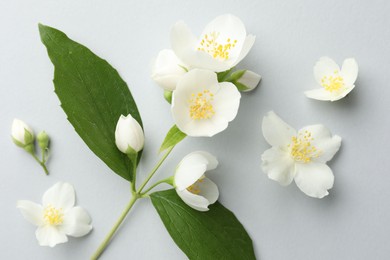 Photo of Beautiful jasmine flowers with leaves on light background, flat lay