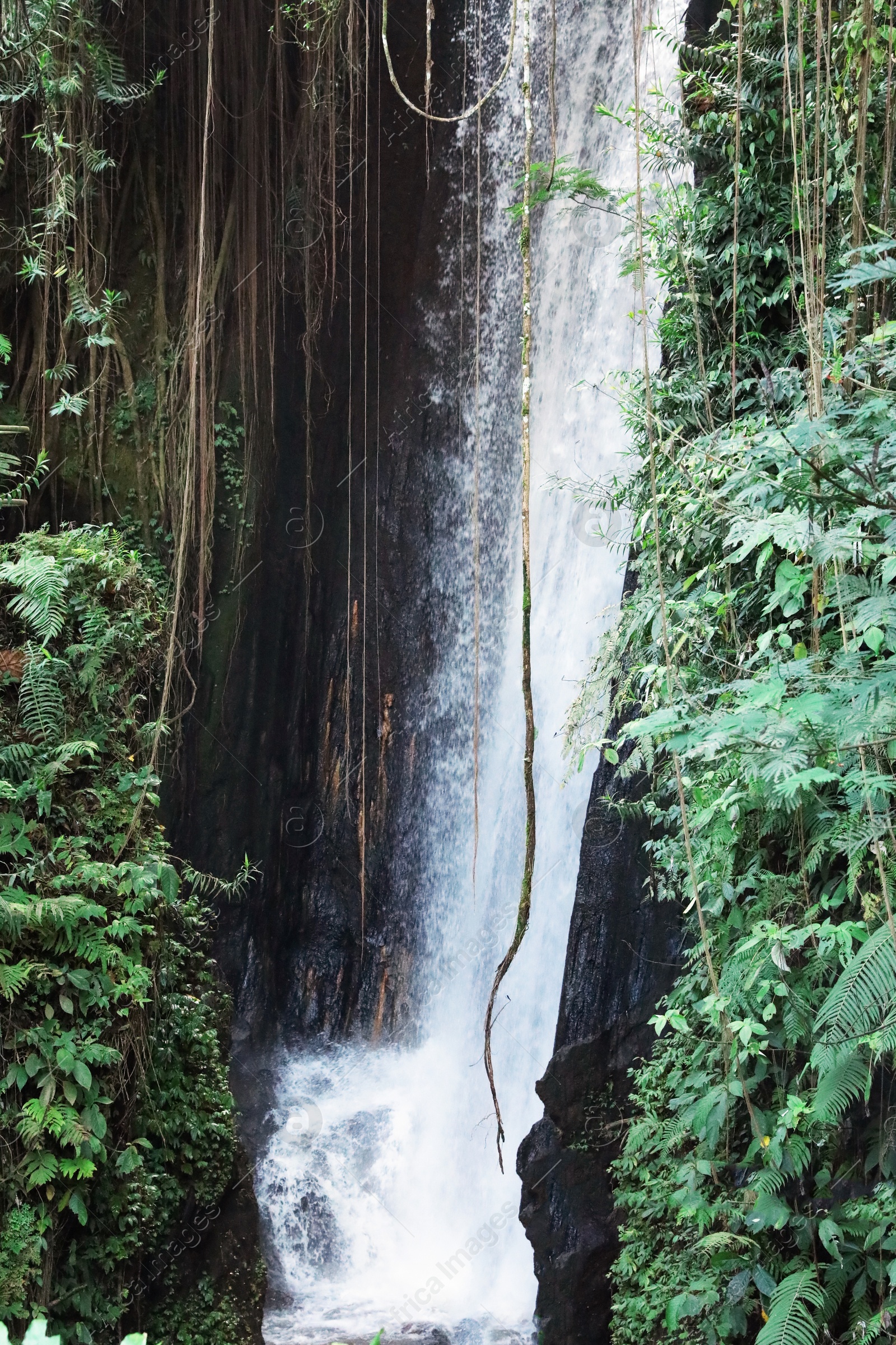 Beautiful waterfall, green plants and lianas in tropical forest Photo of Beautiful waterfall, green plants and lianas in tropical forest