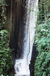 Photo of Beautiful waterfall, green plants and lianas in tropical forest