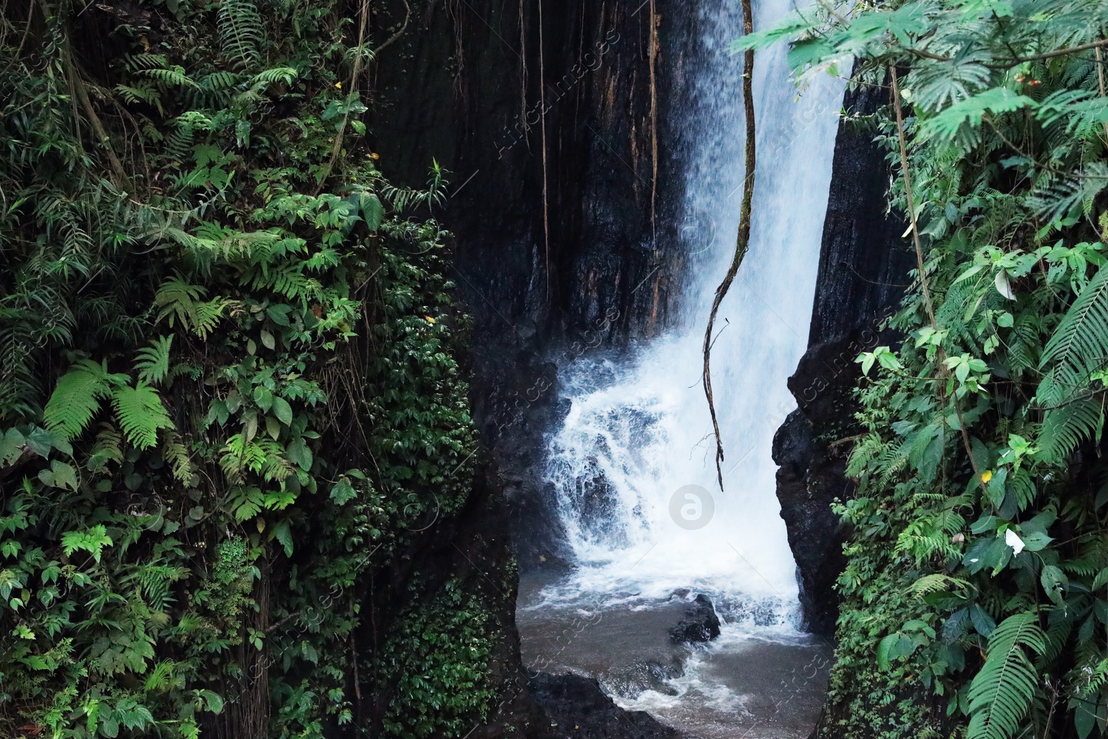 Beautiful waterfall and green plants in tropical forest Photo of Beautiful waterfall and green plants in tropical forest