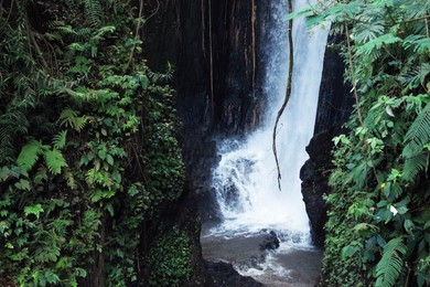 Photo of Beautiful waterfall and green plants in tropical forest