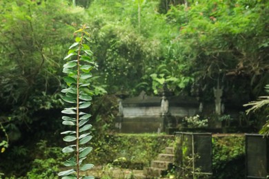 Photo of Beautiful tropical park with different green plants