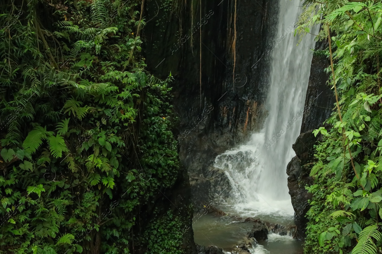 Beautiful waterfall, green plants and lianas in tropical forest Photo of Beautiful waterfall, green plants and lianas in tropical forest