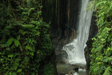 Photo of Beautiful waterfall, green plants and lianas in tropical forest