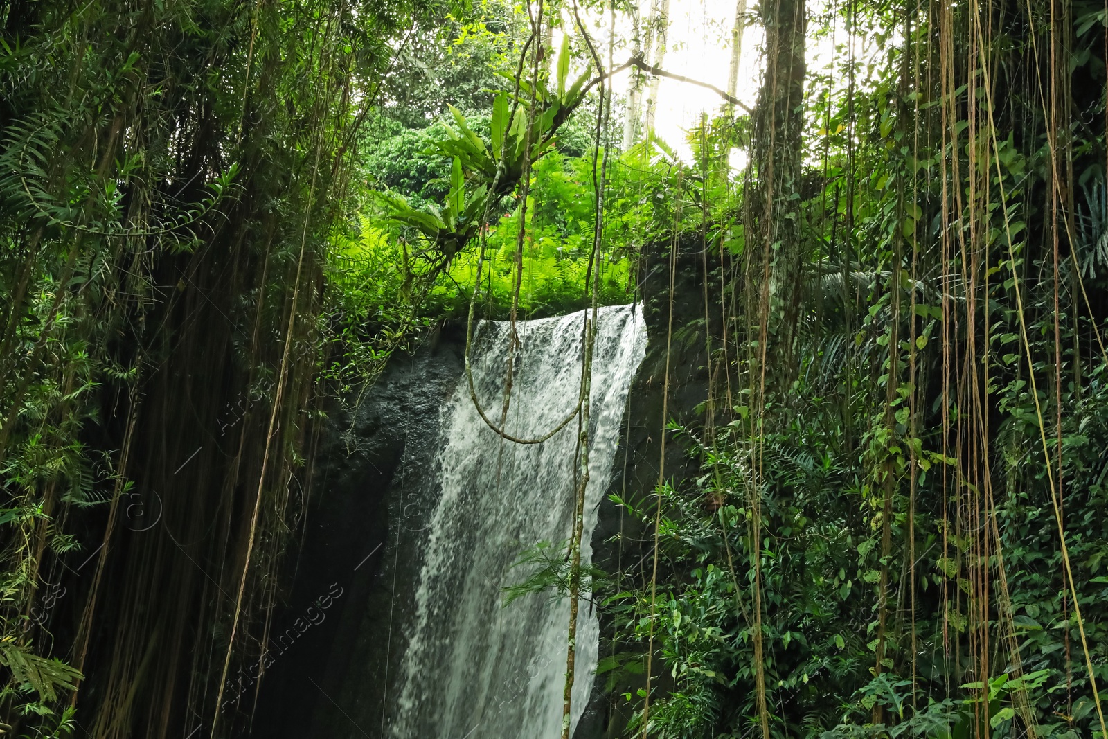 Beautiful waterfall, green plants and lianas in tropical forest, low angle view Photo of Beautiful waterfall, green plants and lianas in tropical forest, low angle view