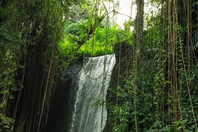 Photo of Beautiful waterfall, green plants and lianas in tropical forest, low angle view