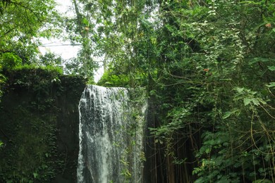 Photo of Beautiful waterfall and green plants in tropical forest