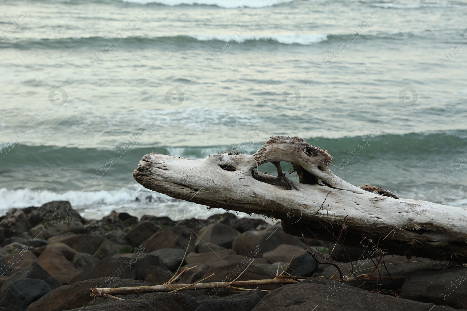 Stones and snag on beach near wavy sea Photo of Stones and snag on beach near wavy sea