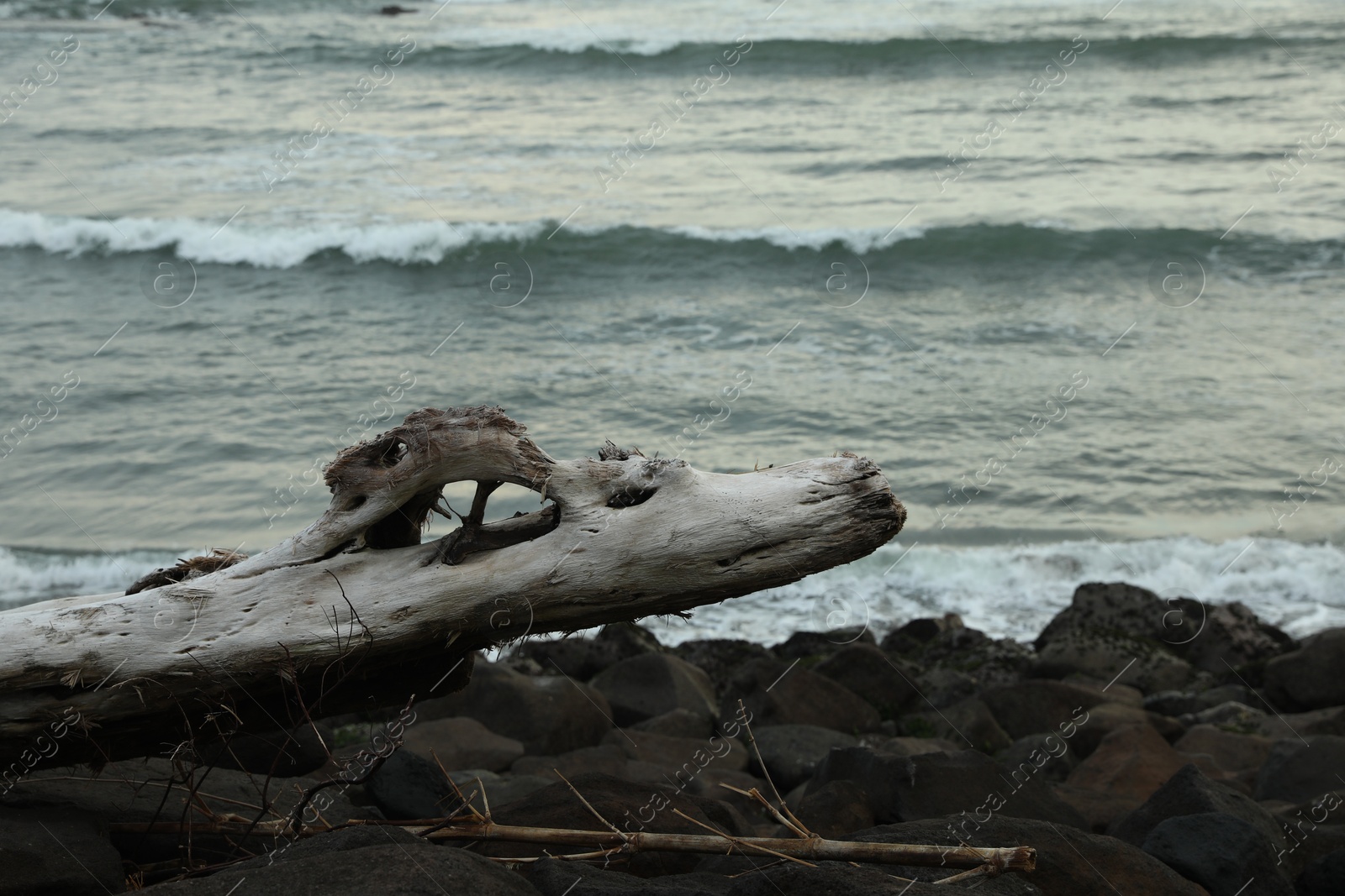 Stones and snag on beach near wavy sea Photo of Stones and snag on beach near wavy sea