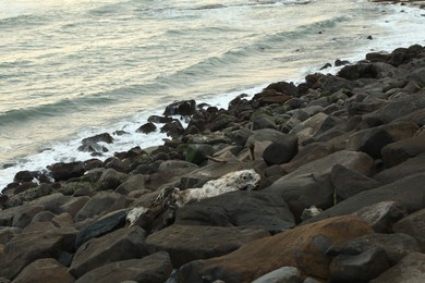 Photo of Beautiful wavy sea and rocky beach, closeup