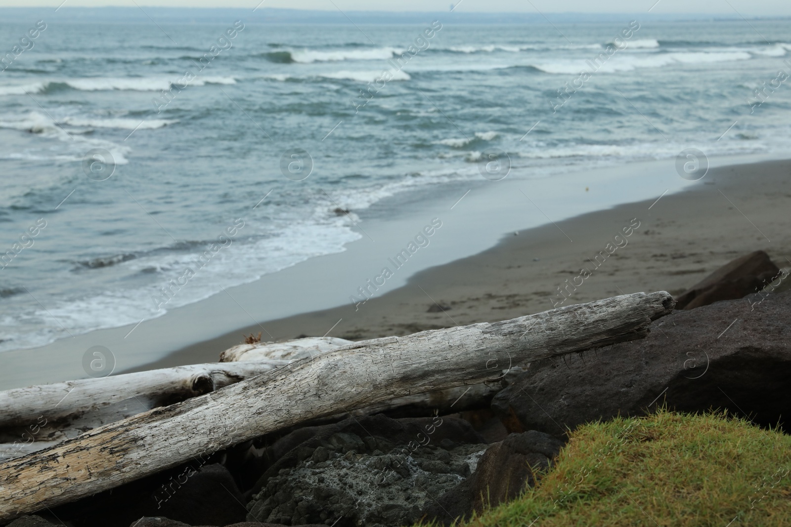 Snag on sandy beach near wavy sea Photo of Snag on sandy beach near wavy sea