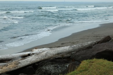 Photo of Snag on sandy beach near wavy sea