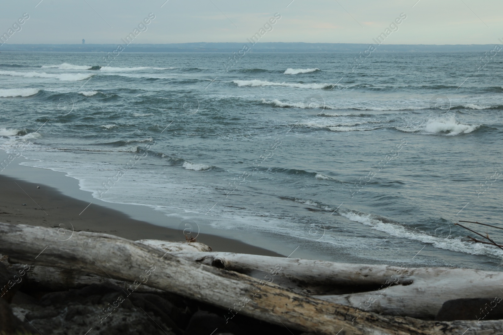 Snag on sandy beach near wavy sea Photo of Snag on sandy beach near wavy sea