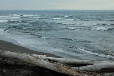 Photo of Snag on sandy beach near wavy sea