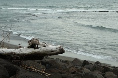 Photo of Stones and snags on beach near wavy sea