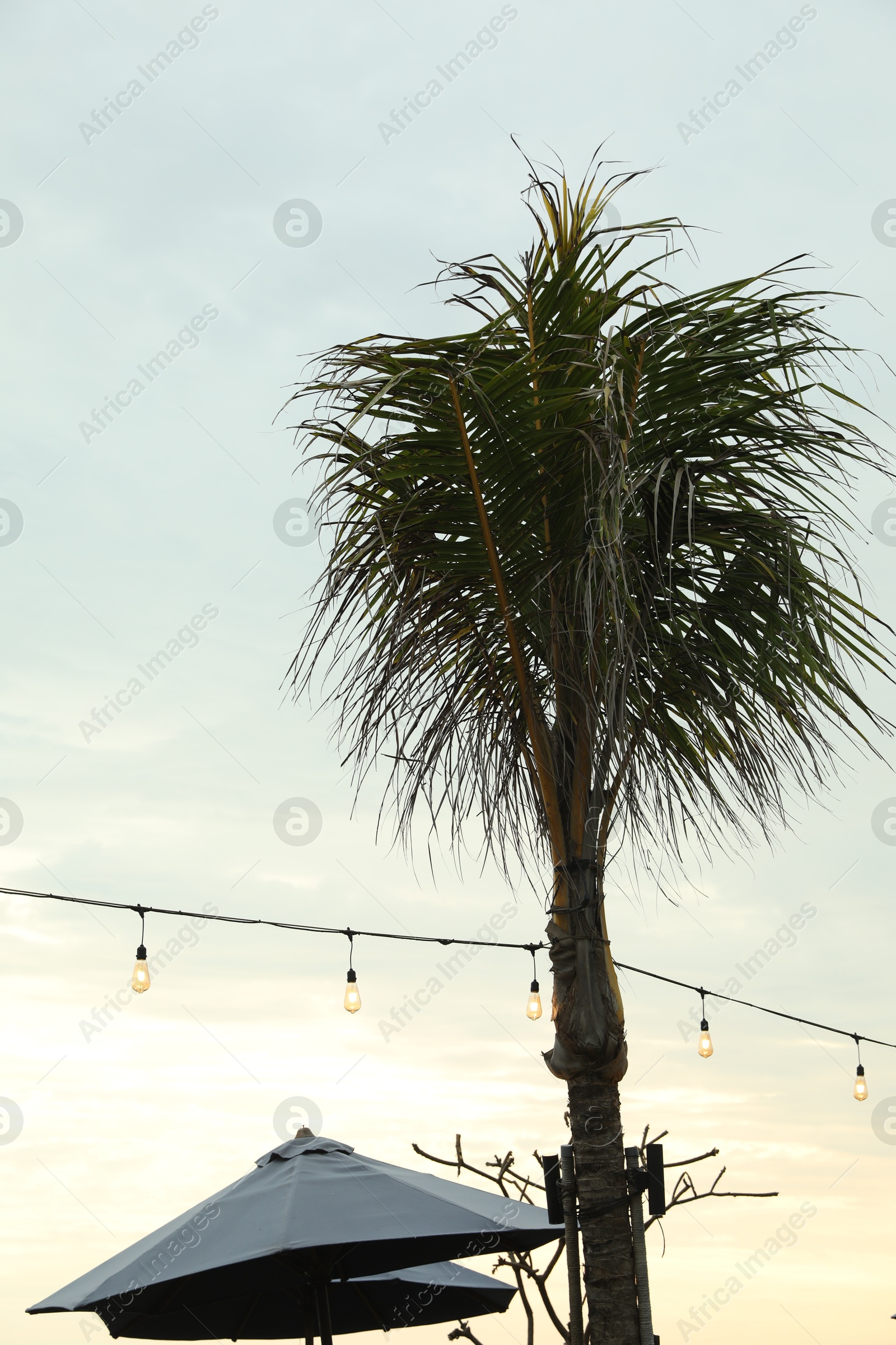 Green palm, umbrellas and lanterns under blue sky, low angle view Photo of Green palm, umbrellas and lanterns under blue sky, low angle view