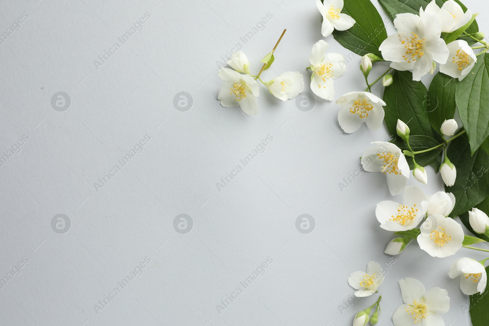 Beautiful jasmine flowers with leaves on light background, flat lay. Space for text Photo of Beautiful jasmine flowers with leaves on light background, flat lay. Space for text