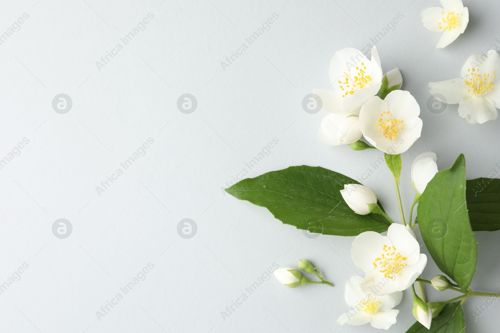 Beautiful jasmine flowers with leaves on light background, flat lay. Space for text Photo of Beautiful jasmine flowers with leaves on light background, flat lay. Space for text