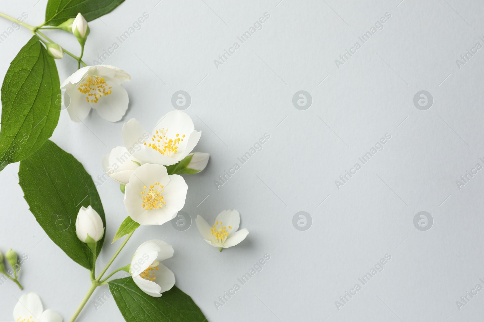 Beautiful jasmine flowers with leaves on light background, flat lay. Space for text Photo of Beautiful jasmine flowers with leaves on light background, flat lay. Space for text