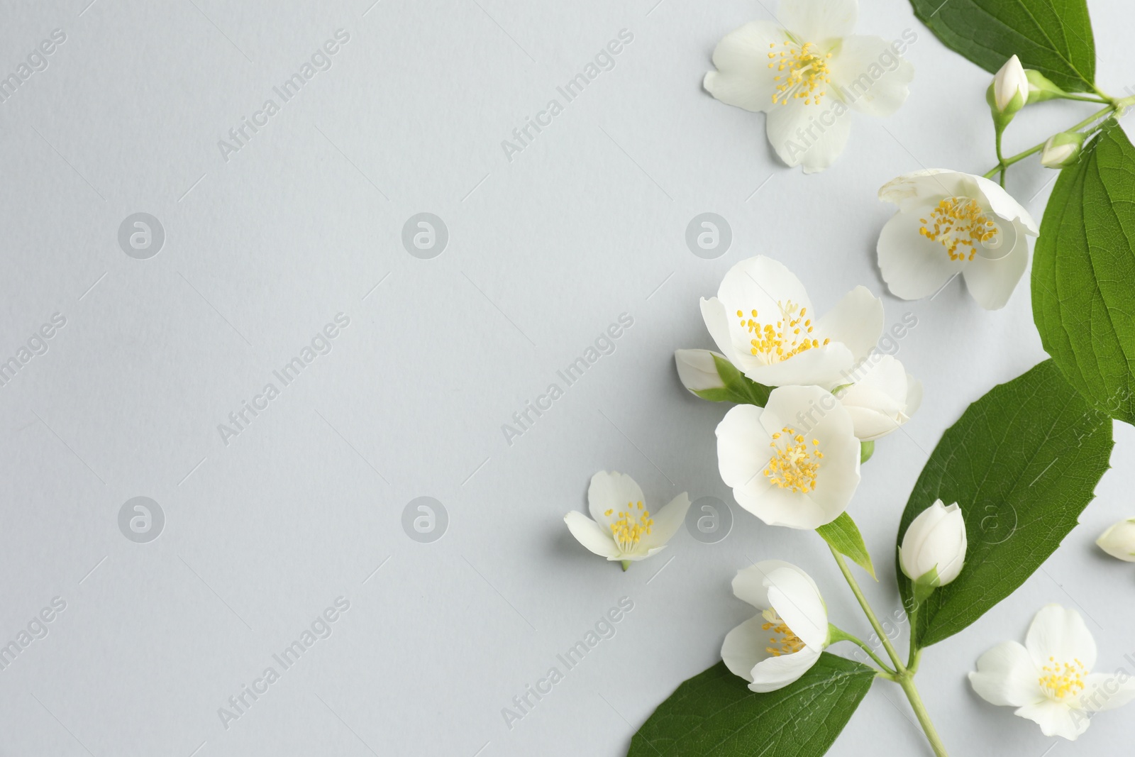 Beautiful jasmine flowers with leaves on light background, flat lay. Space for text Photo of Beautiful jasmine flowers with leaves on light background, flat lay. Space for text