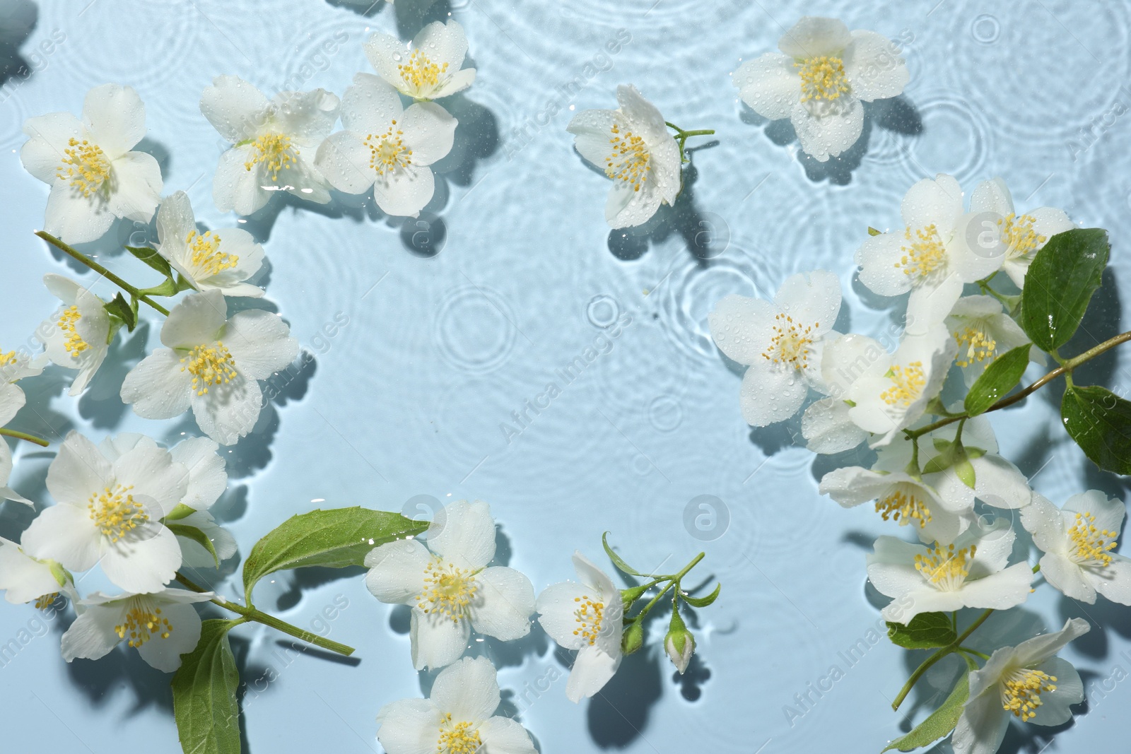 Beautiful jasmine flowers in water on light blue background, flat lay Photo of Beautiful jasmine flowers in water on light blue background, flat lay