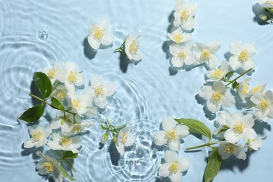 Photo of Beautiful jasmine flowers in water on light blue background, flat lay