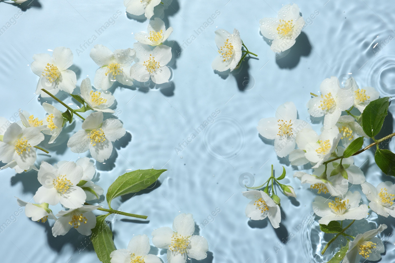 Beautiful jasmine flowers in water on light blue background, flat lay Photo of Beautiful jasmine flowers in water on light blue background, flat lay