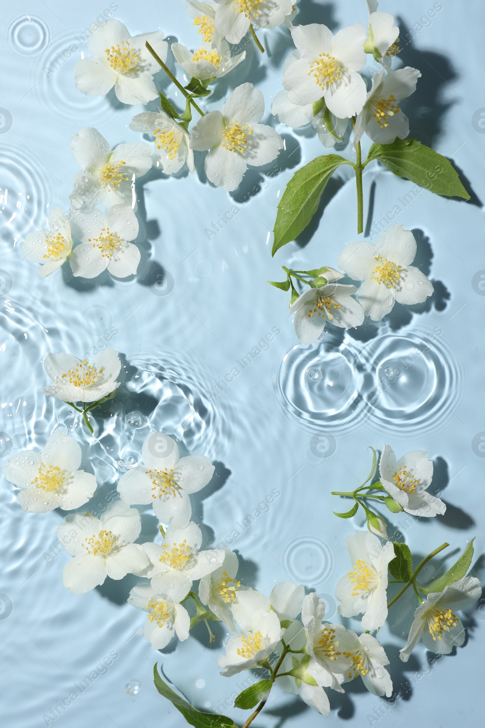 Beautiful jasmine flowers in water on light blue background, flat lay Photo of Beautiful jasmine flowers in water on light blue background, flat lay