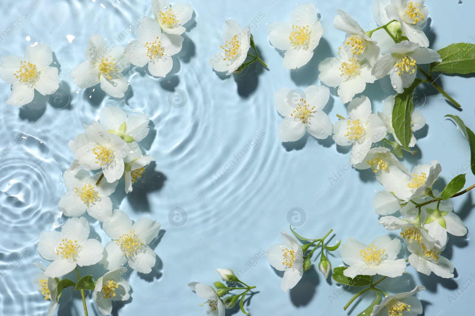 Beautiful jasmine flowers in water on light blue background, flat lay Photo of Beautiful jasmine flowers in water on light blue background, flat lay