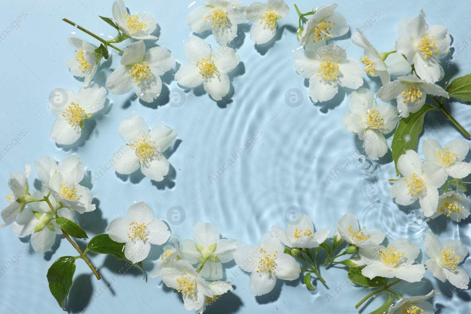 Photo of Beautiful jasmine flowers in water on light blue background, flat lay