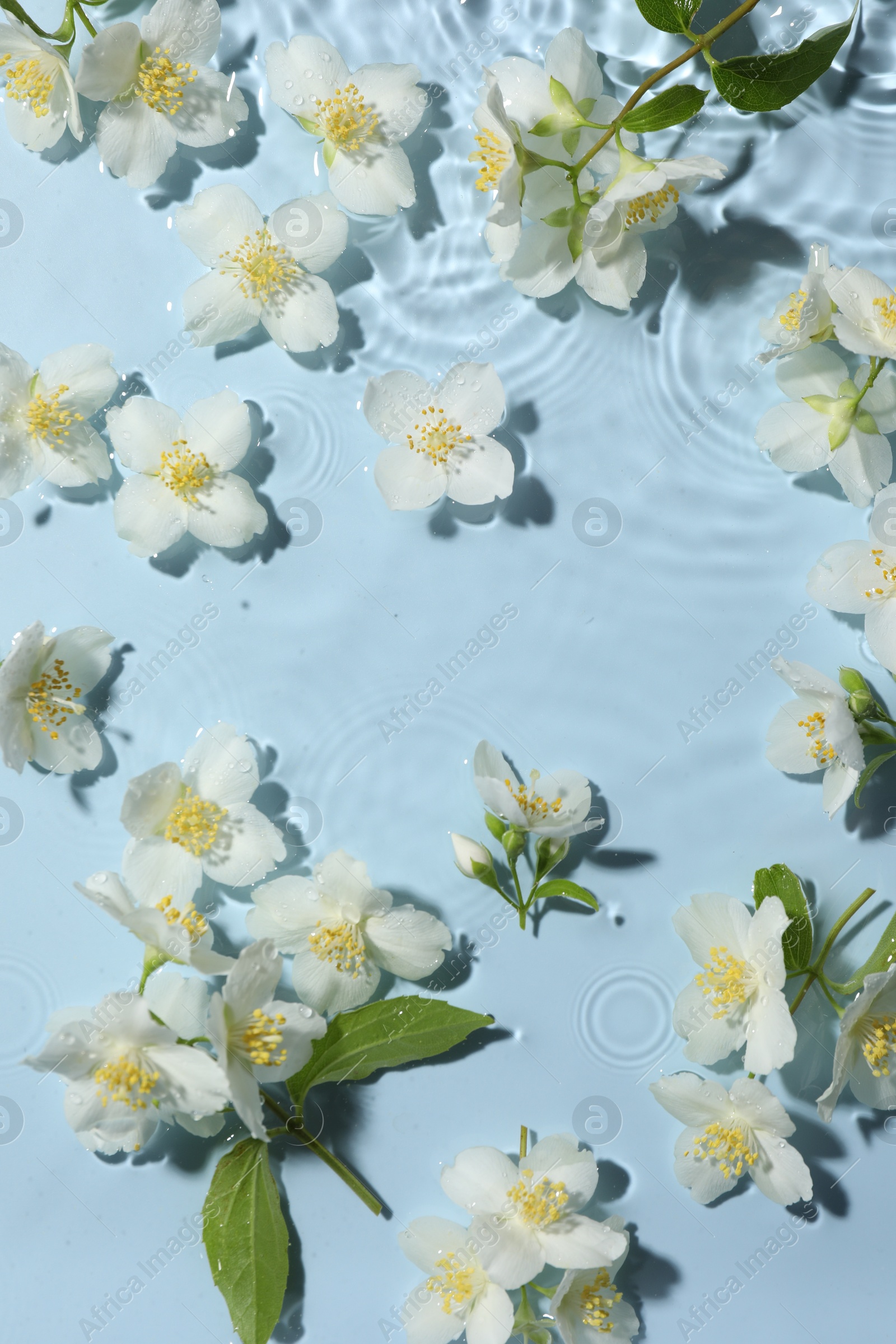 Beautiful jasmine flowers in water on light blue background, flat lay Photo of Beautiful jasmine flowers in water on light blue background, flat lay