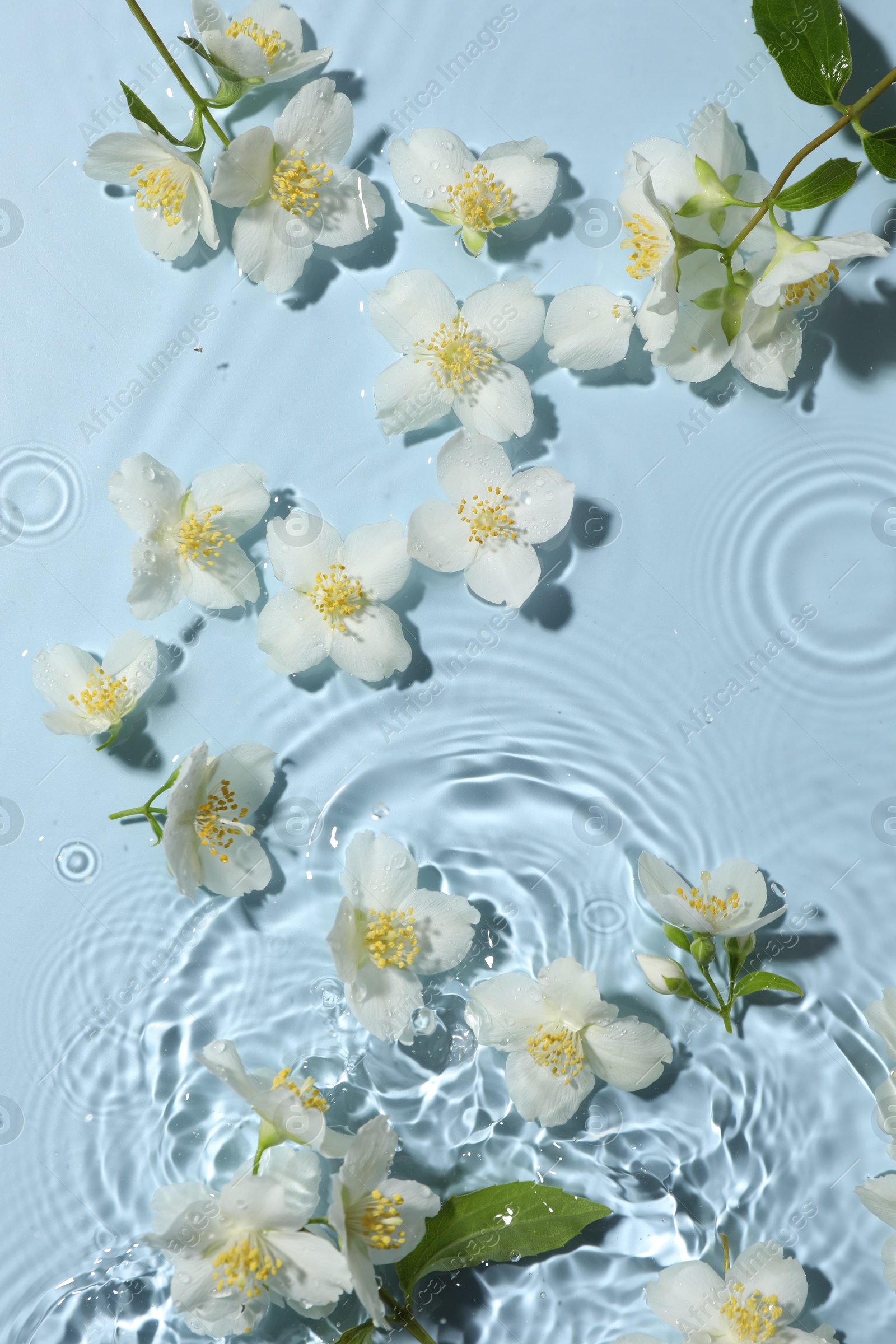 Beautiful jasmine flowers in water on light blue background, flat lay Photo of Beautiful jasmine flowers in water on light blue background, flat lay