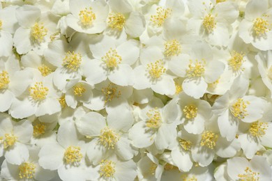 Photo of Beautiful jasmine flowers as background, top view