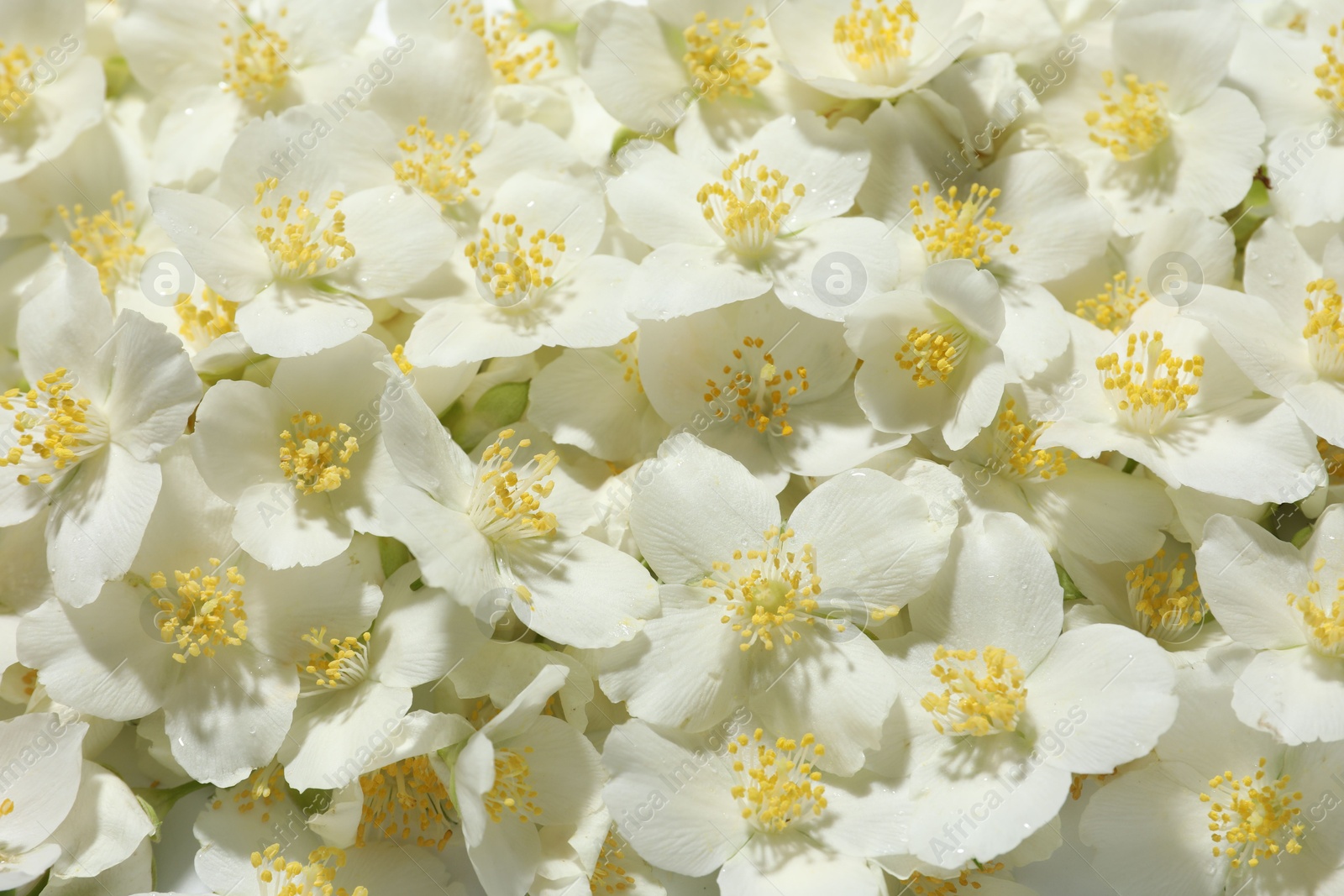 Beautiful jasmine flowers as background, top view Photo of Beautiful jasmine flowers as background, top view