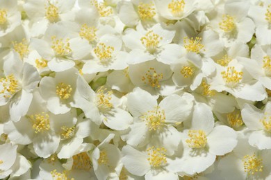Photo of Beautiful jasmine flowers as background, top view